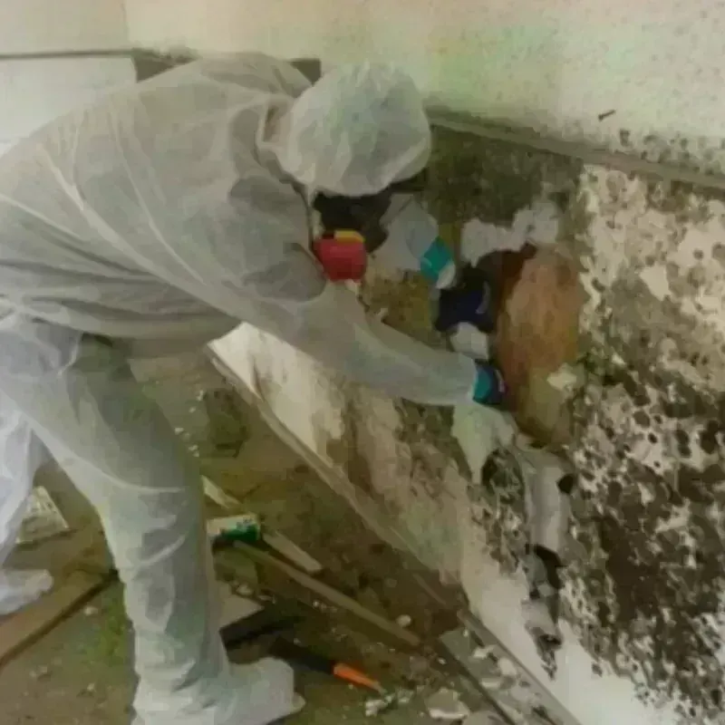 Mold Remediation and Removal in Pleasant Prairie, WI